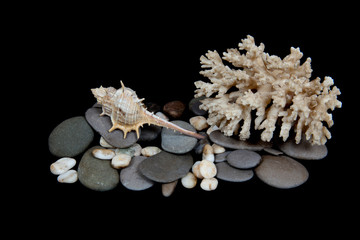 Obraz na płótnie Canvas Stones and shells on a black background, marine still life
