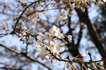 ソメイヨシノ（サクラ）の花