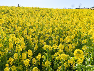 菜の花
