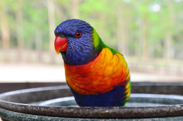 Rainbow Lorikeet close up