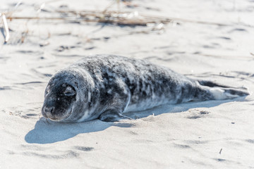Grey Seal Pup Relaxing on a Sunny Beach in Latvia