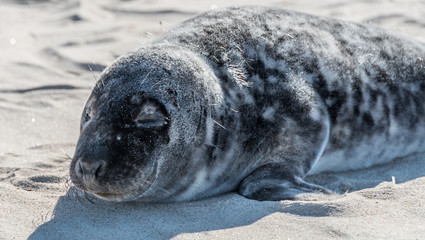 Grey Seal Pup Relaxing on a Sunny Beach in Latvia