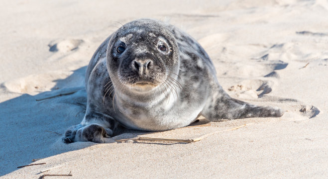 Grey Seal Pup Relaxing on a Sunny Beach in Latvia