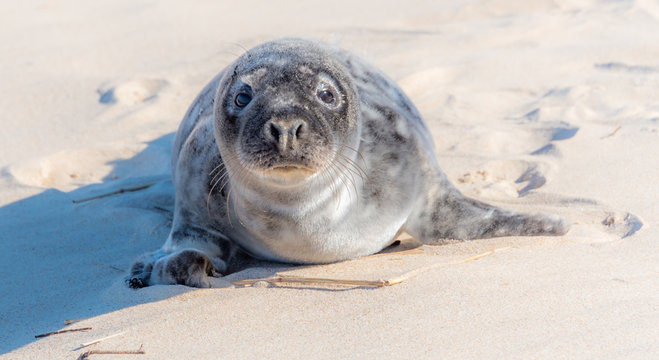 Grey Seal Pup Relaxing on a Sunny Beach in Latvia