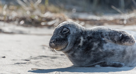 Grey Seal Pup Relaxing on a Sunny Beach in Latvia