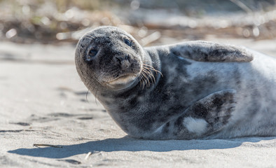 Grey Seal Pup Relaxing on a Sunny Beach in Latvia