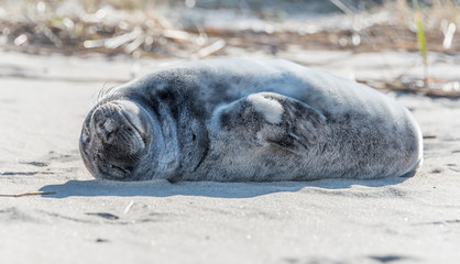 Grey Seal Pup Relaxing on a Sunny Beach in Latvia