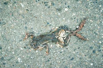  dead frog