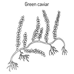 Sea grapes or green caviar Caulerpa lentillifera , edible seaweed