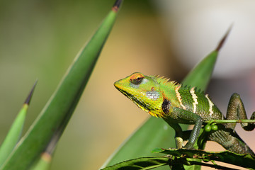 Close up view of Common Green Forest Lizard ( calotes calotes) in Sri Lanka. 
