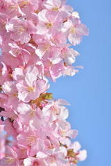 桜の花　青空