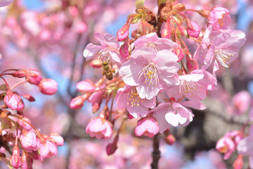 桜の花　青空