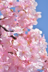 桜の花　青空
