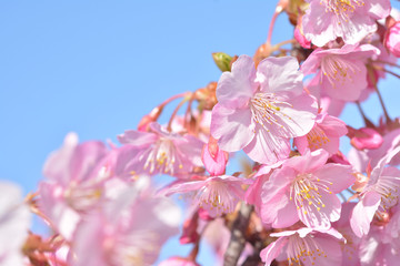 桜の花　青空