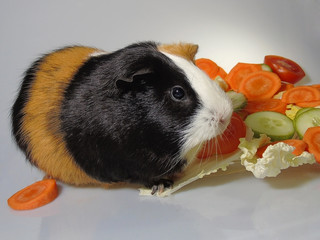  Black, white and brown colored guinea pig eating tomato at the  plate of salad made of  cabbage, carrot, tomato, cucumber and parsley. 