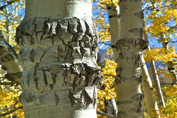 Closeup of Damaged bark on aspen tree, Alpine County, California 