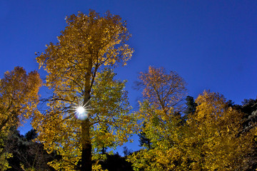 Sun starburst backlights aspen grove, Alpine County, California 