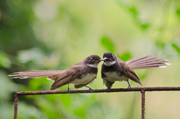 Couple oriental magpie robin on old iron fence