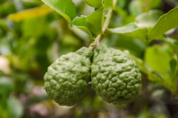 Two fresh kaffir limes with leaves on branch