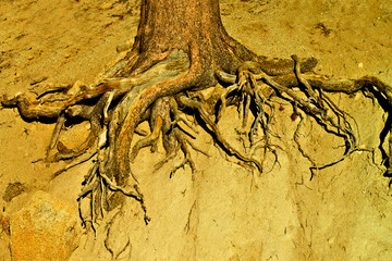 Exposed lateral tree root abstract. Erosion exposes tree root geometry along hillside 