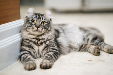 Furry cute Black American curl male kitten 7 months old