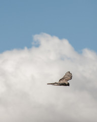 Bird flying