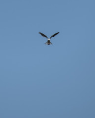 Bird flying