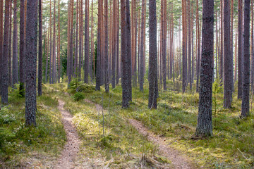 Fototapeta premium Finnish pine forest during afternoon sunshine. People are getting out of the city and to get away from Corona virus epidemic.