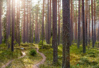 Obraz premium Finnish pine forest during afternoon sunshine. People are getting out of the city and to get away from Corona virus epidemic.
