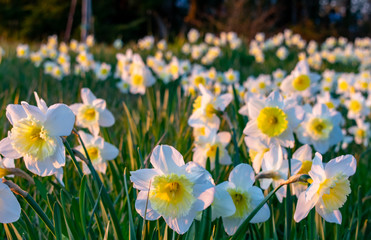 A low view of a field of blooming white daffodils with yellow centers, close up on blossoms in front and a mass of flowers flowing into the background.