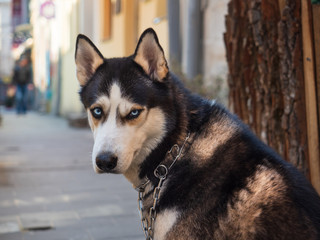 Headshot portrait of a seriously looking Siberian husky with piercing blue eyes