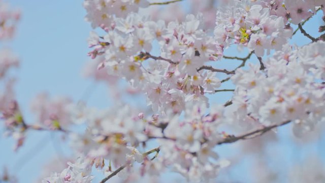 桜 スロー 4K 