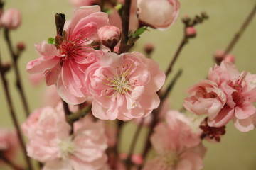 桃の花