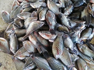  Many gourami fish are waiting to be dried. Is a food preservation