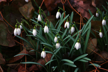 First snowdrop flowers in brown foliage in spring