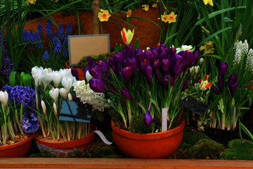 white and purple crocuses in clay pots in spring in a botanical garden