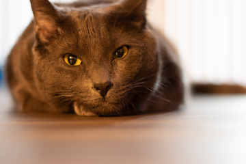 Naklejka premium cat