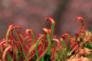 green red moss macro in the forest