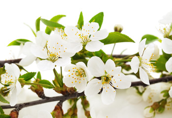 Cherry blossom with leaves.