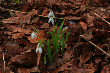 First snowdrop flowers in brown foliage in spring