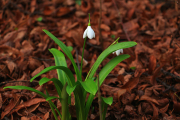 First snowdrop flowers in brown foliage in spring