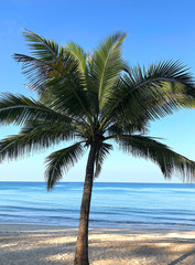 Fototapeta na wymiar Beach and palm trees on the island of Phuket