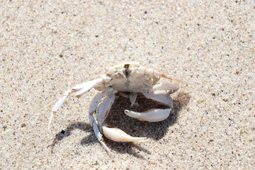 crab on the beach