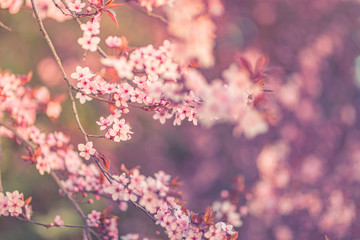 Beautiful floral spring abstract background of nature. Tranquil nature seasonal closeup, floral backdrop. Peaceful natural flowers and blurred pastel colors