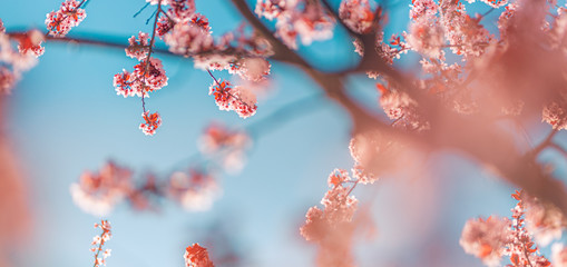 Perfect nature background for spring or summer background. Pink cherry flowers and soft blue sky as...