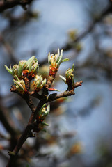 cherry tree