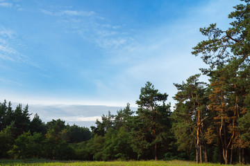 Landscape with pine trees and green mossy ground. Beautiful summer forest.
