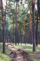 Fire protection furrow in forest ground. Woodland trench.