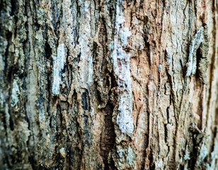 The surface of the bark is used as a background image.