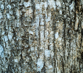 The surface of the bark is used as a background image.